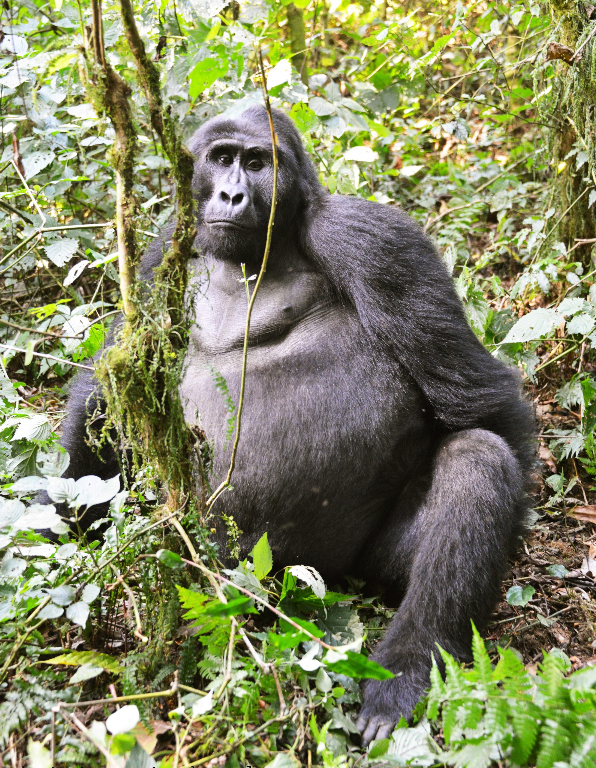 gorilla trekking in uganda