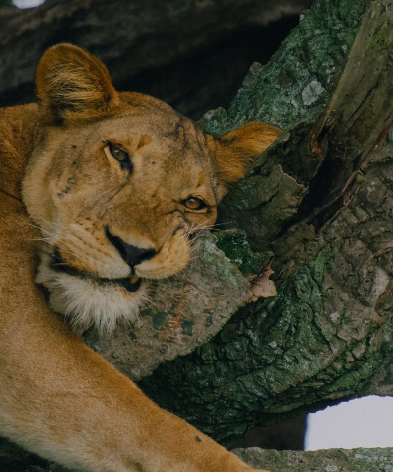 3 Days Queen Elizabeth National Park Uganda Safari
