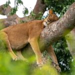 tree climbing of ishasha