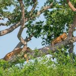 tree climbing lions of ishasha