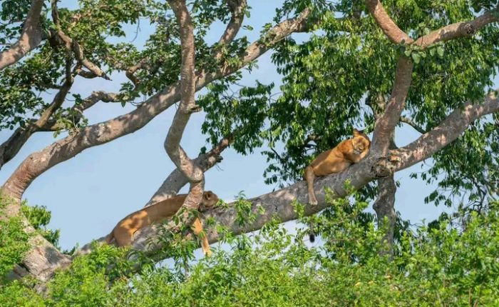 tree climbing lions of ishasha