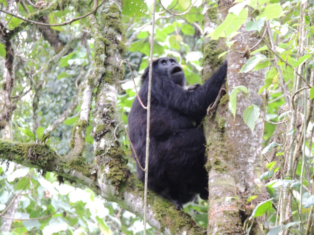 gorilla trekking in Uganda