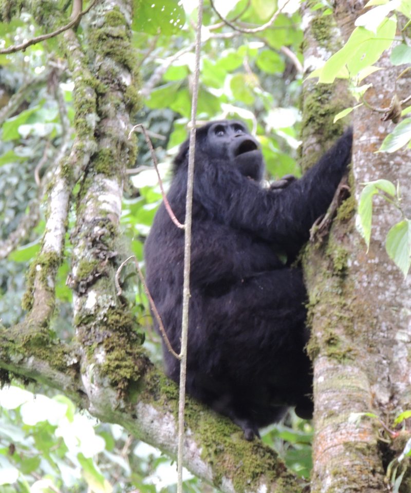 gorilla trekking in Uganda