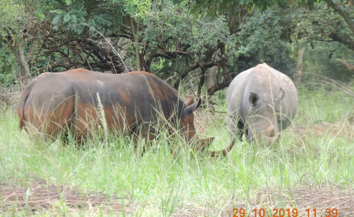 Ziwa Rhino sanctuary