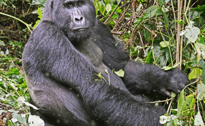 6 Days Uganda Wildlife Safari with Mountain Gorillas