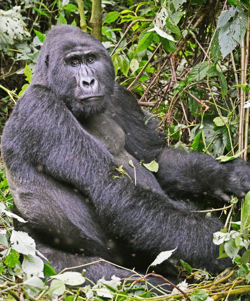 6 Days Uganda Wildlife Safari with Mountain Gorillas