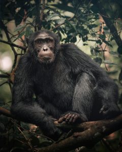 chimpanze trekking kibale national park