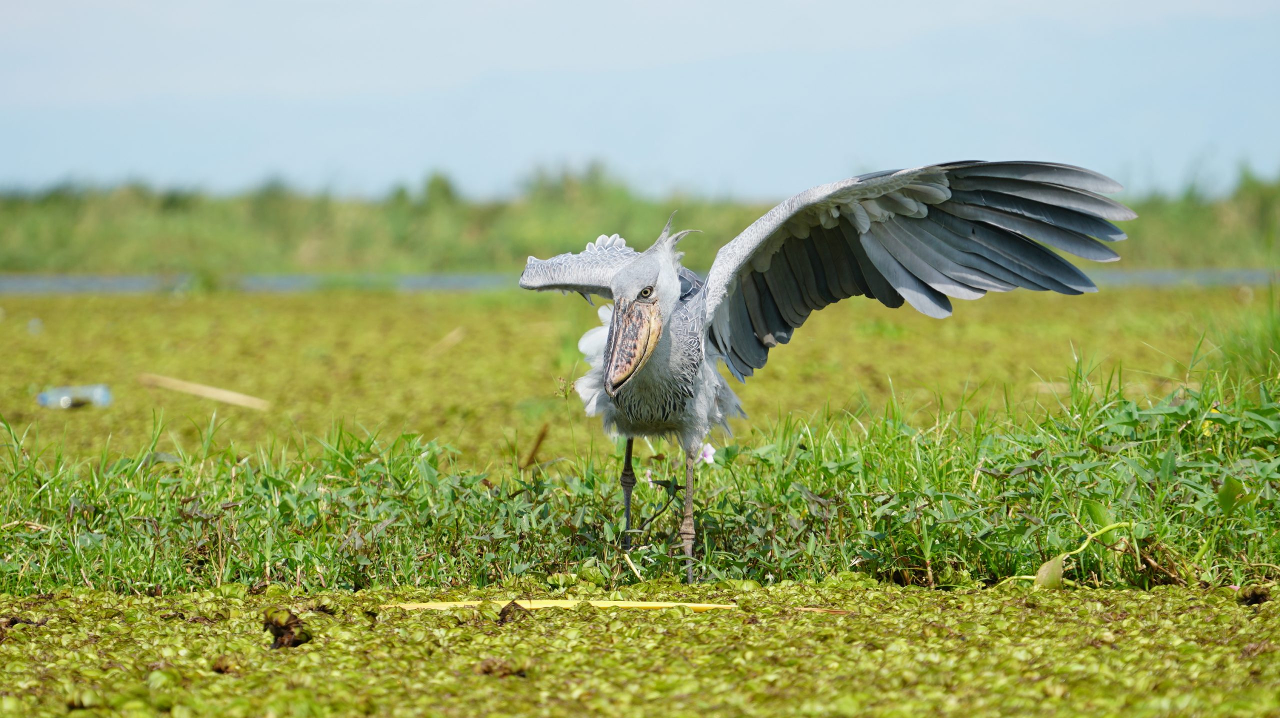 shoebill stork in Uganda mabamba swamp
