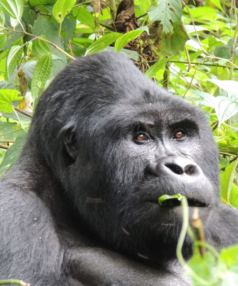 4 Days Uganda Gorillas, Chimps and Lake Bunyonyi Tour