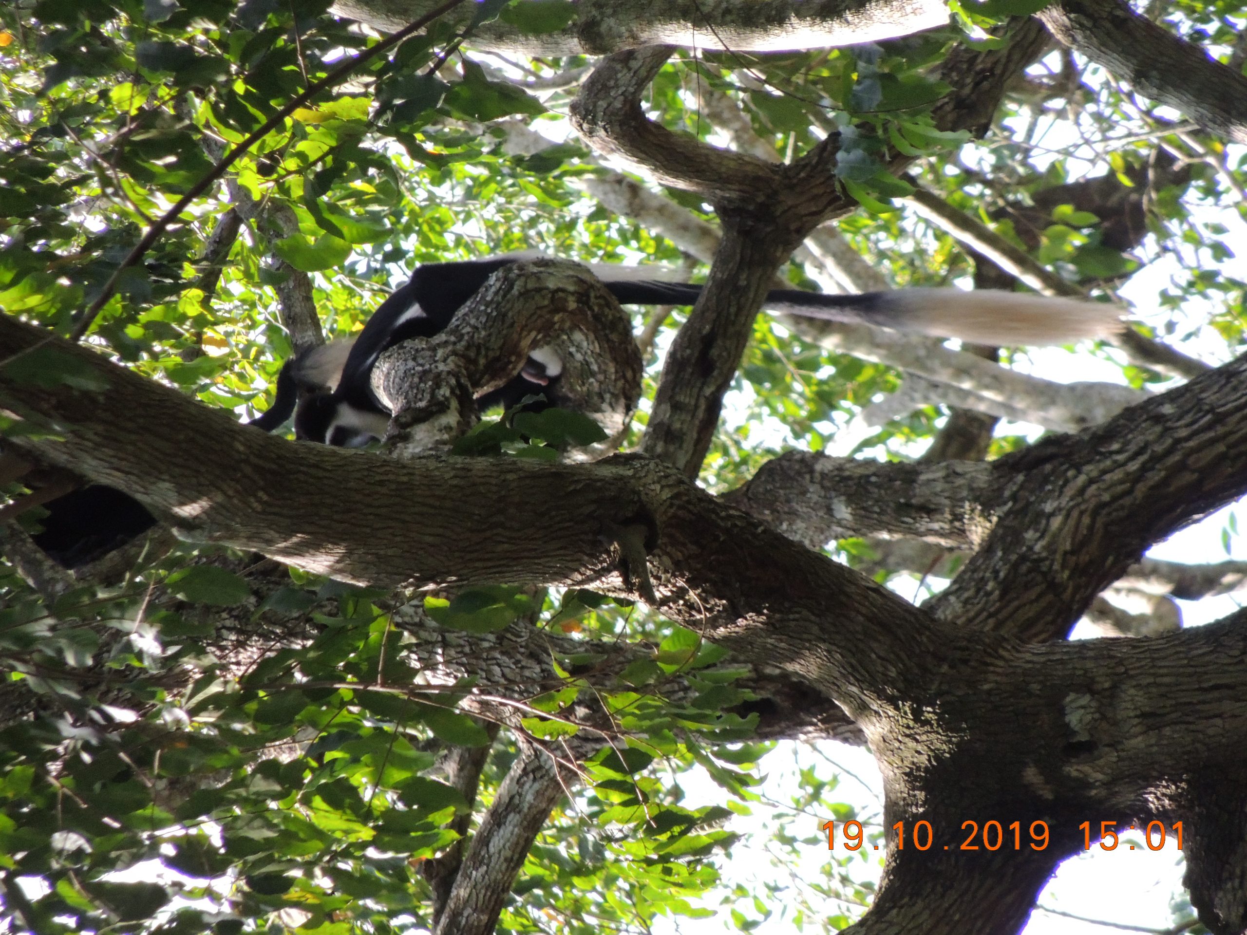 chimpanzee trekking safari in uganda