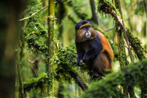 Golden monkey tracking in uganda mgahinga national park
