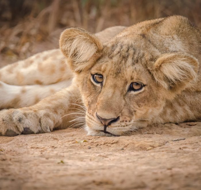 Lion cub relaxing after a playful morning. Murchison Falls NP, Uganda