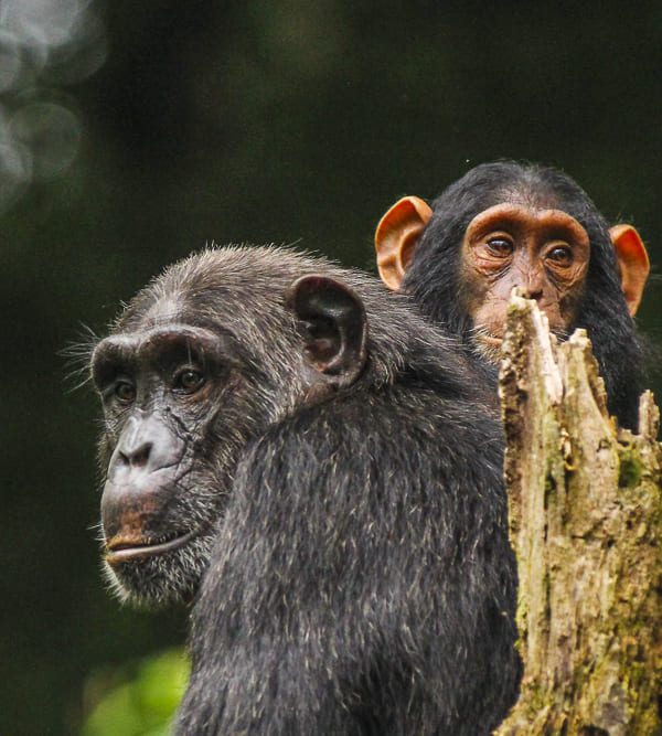 3 Days Chimpanzee Tracking safari