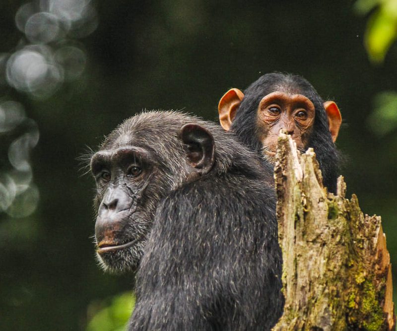 3 Days Chimpanzee Tracking safari
