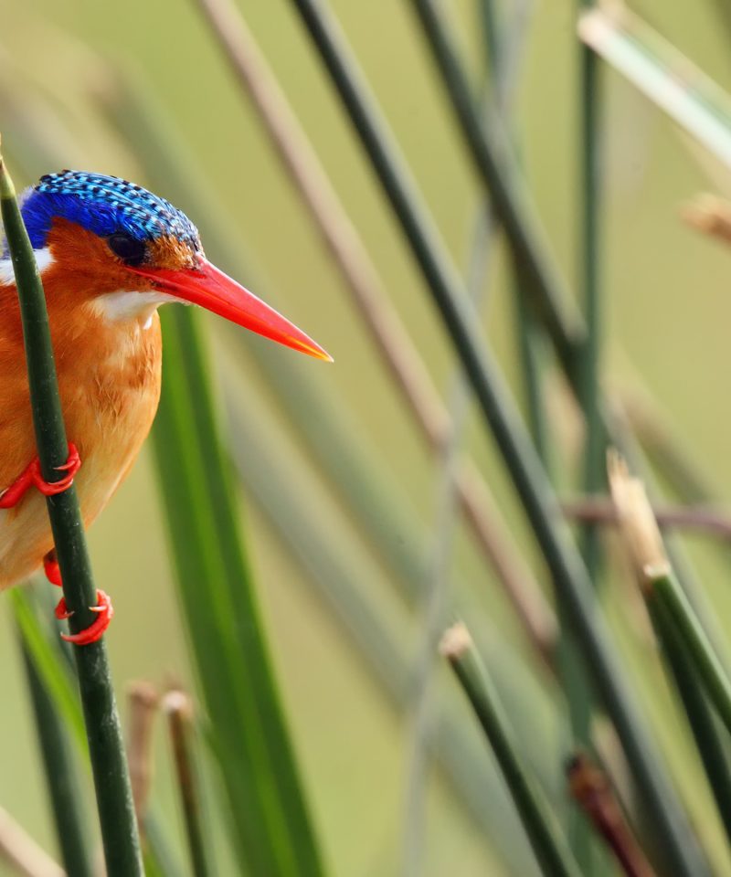 birding in mabamba swamp