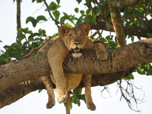 tree climbing lions