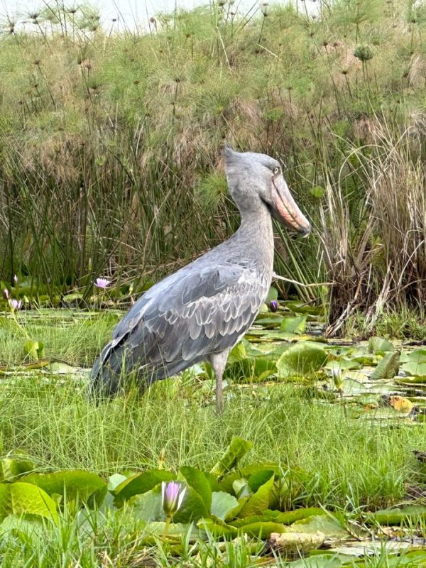 2Day Mabamba swamp bird watching and shoebill stork tour