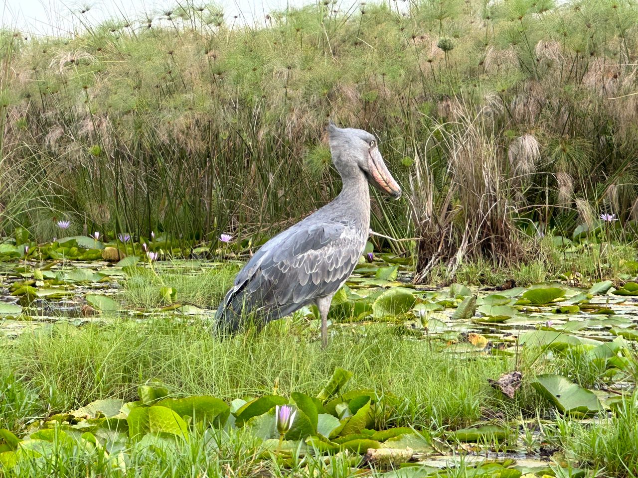 2Day Mabamba swamp bird watching and shoebill stork tour