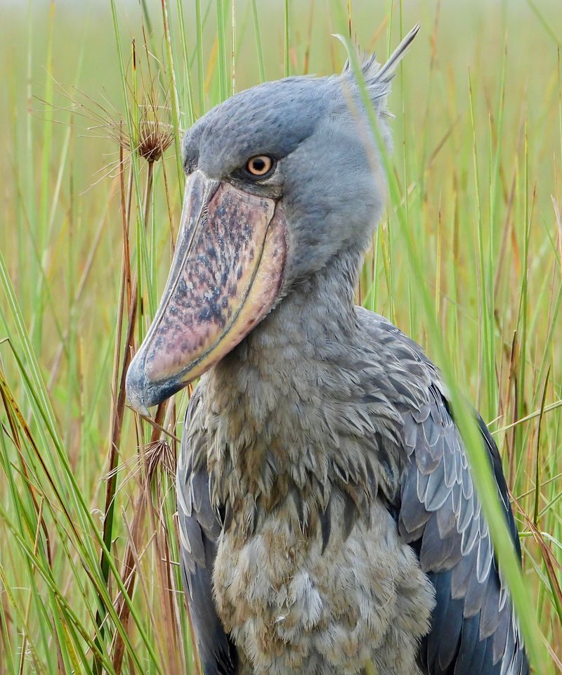 shoebill birding mabamba swamp