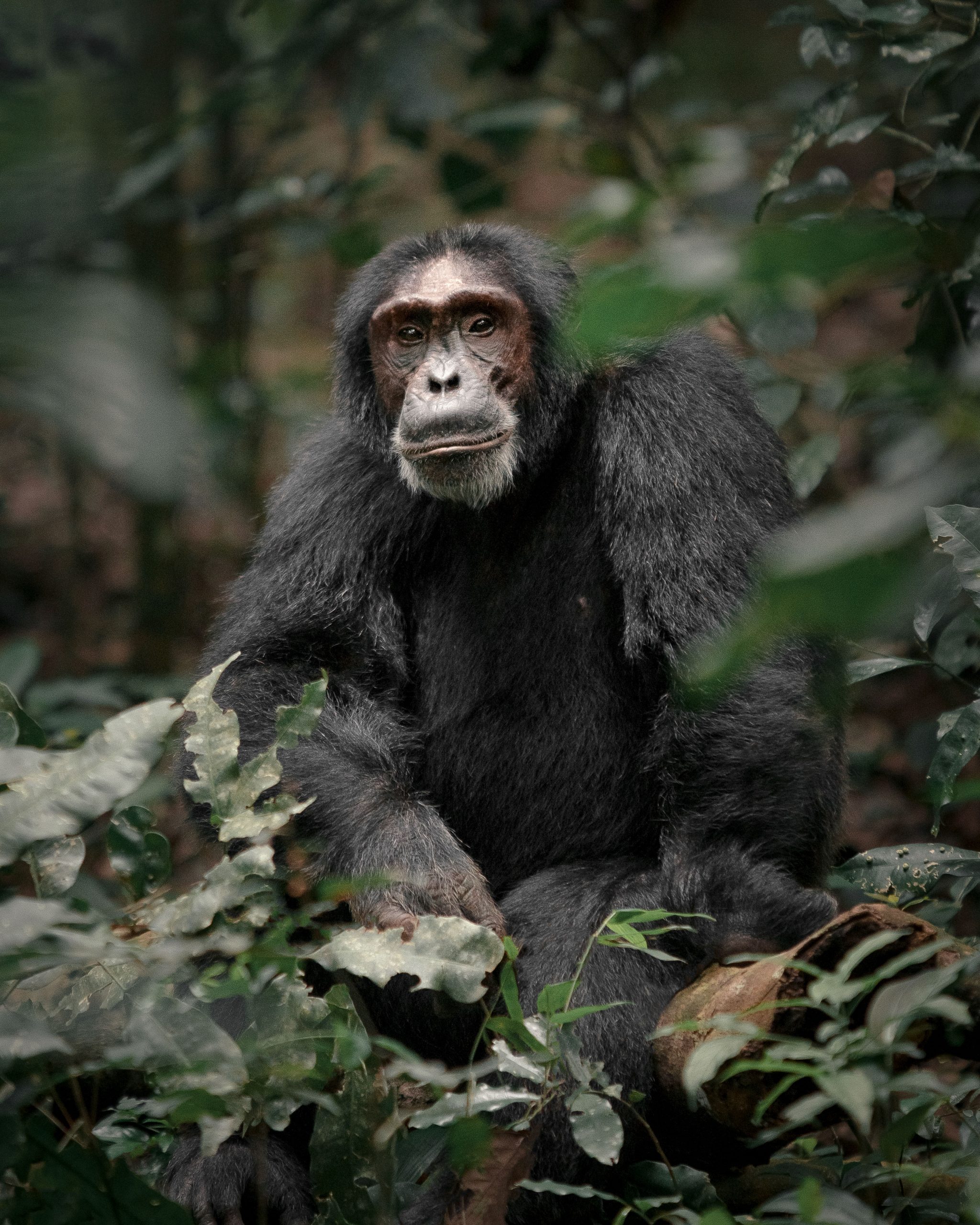15 Days Burundi, Rwanda Uganda combine wildlife and culture safari