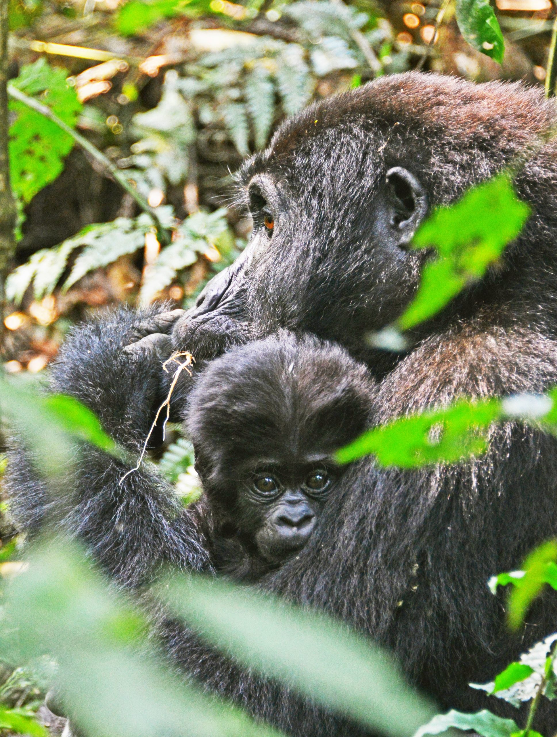 gorills tracking in bwindi impenetrable national park uganda