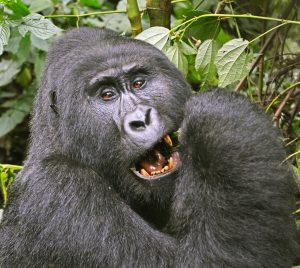 mountain gorilla trekking experience