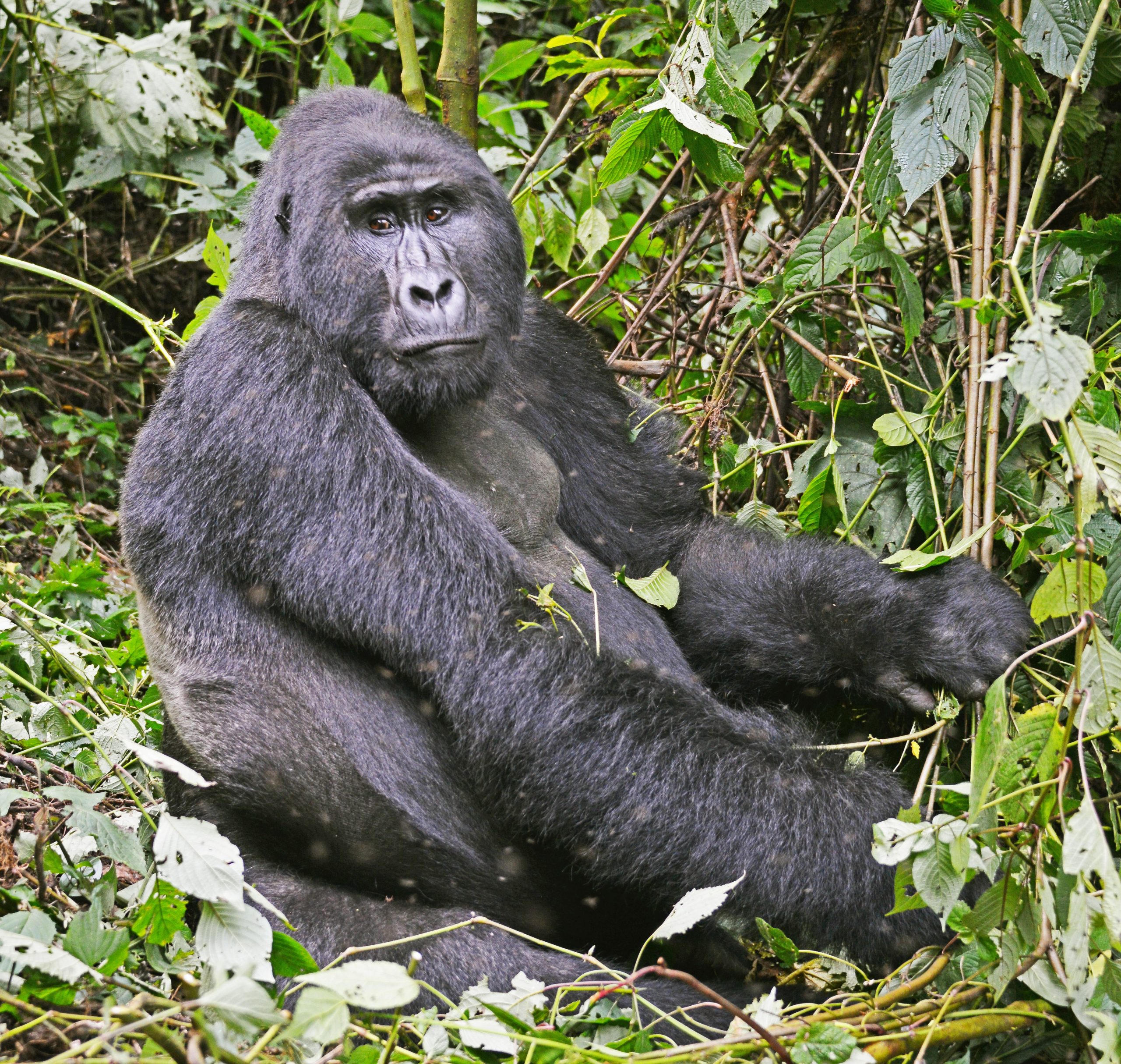 Mountain Gorilla experience