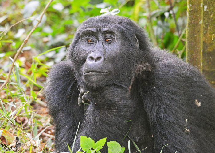 3 Days gorilla Trekking Mgahinga gorilla national park