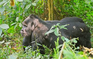 3 Days Rwanda Gorilla Lifetime safari