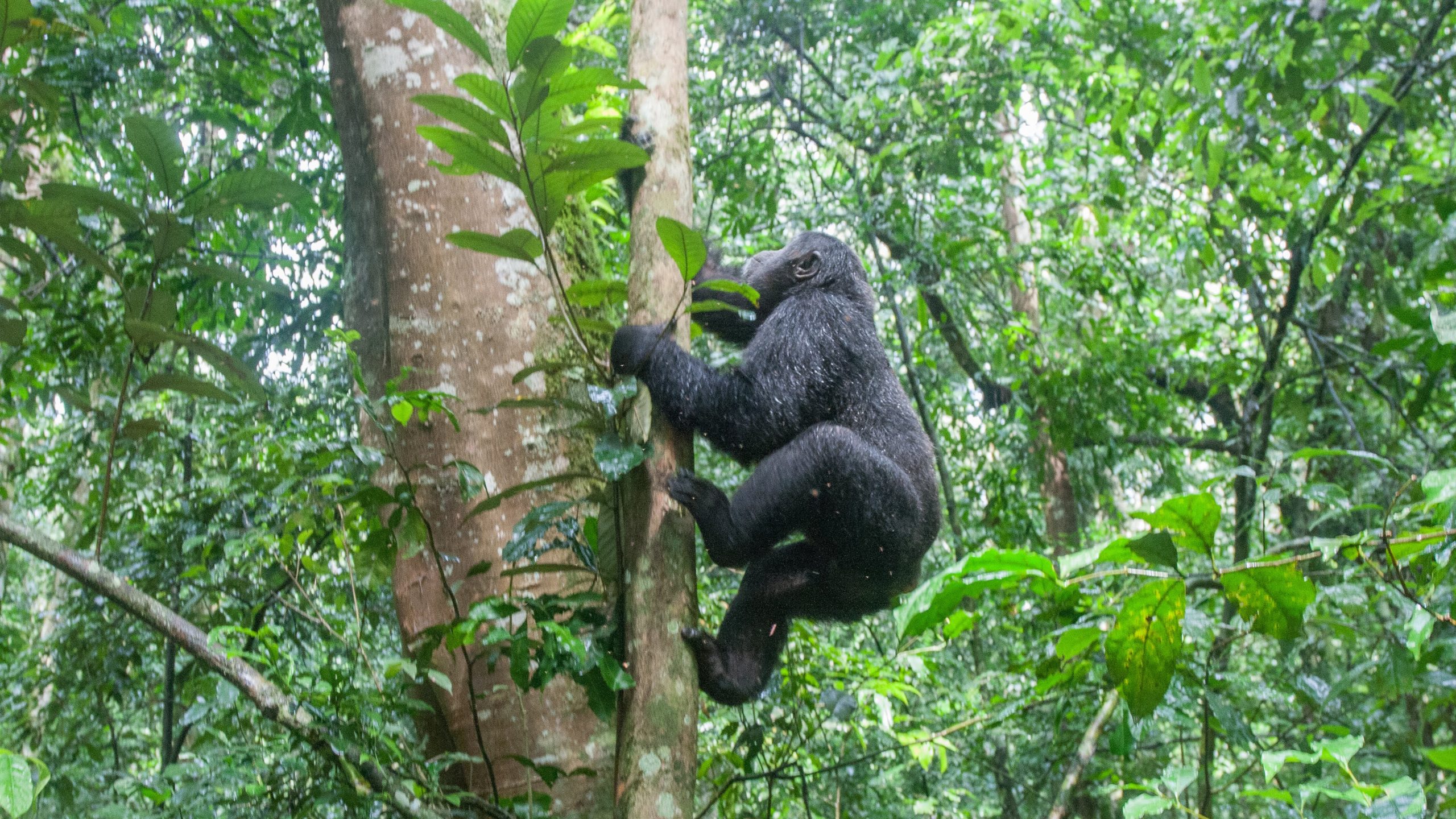 5 days Gorilla and wildlife safari to uganda