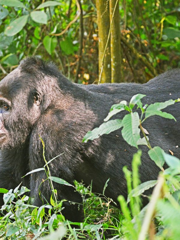 6 Days Uganda wildlife safari from Rwanda