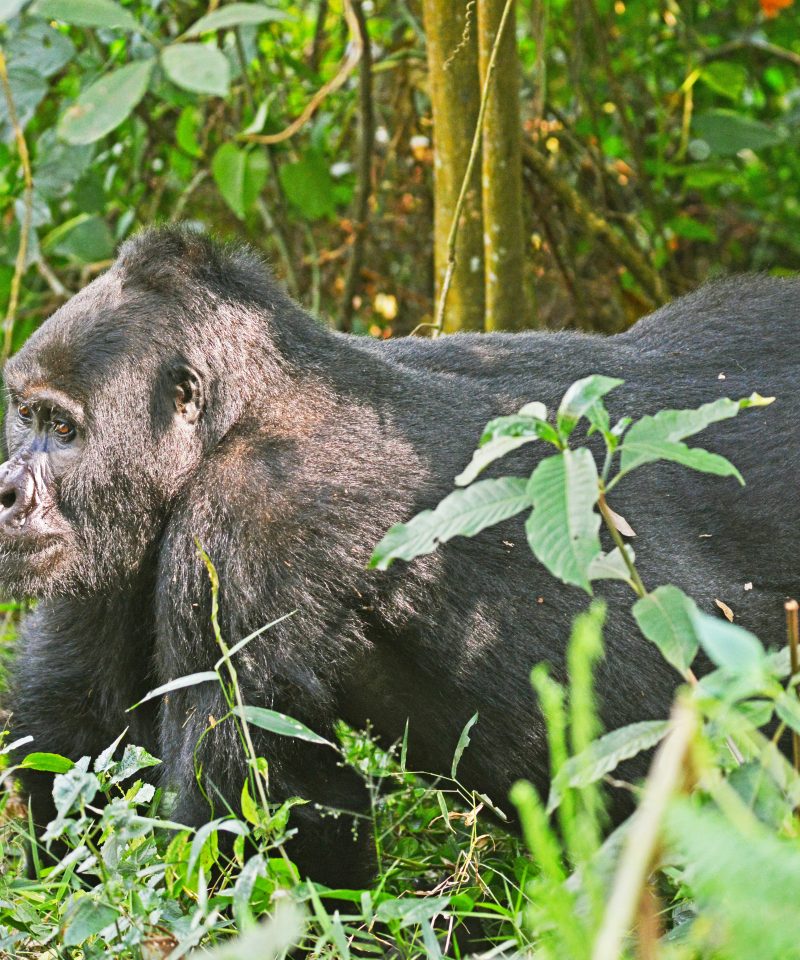 6 Days Uganda wildlife safari from Rwanda