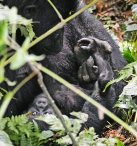 4 Days Gorilla and Chimpanzee safari in Uganda