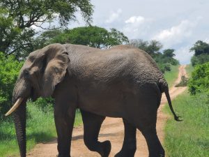 9 Days beautiful Uganda wildlife safaris.