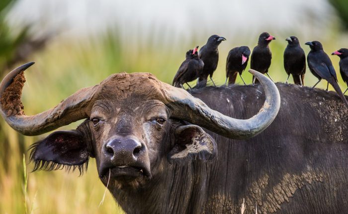 Buffalo in the savannah with birds on its back. Africa. Uganda