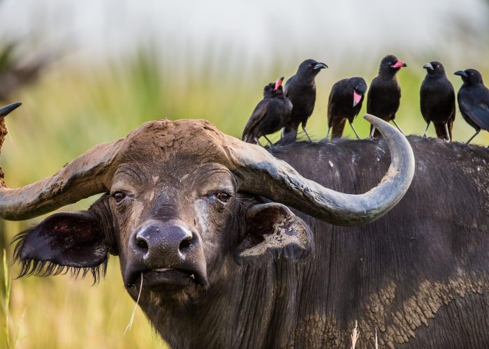 Buffalo in the savannah with birds on its back. Africa. Uganda