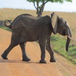 game drive in murchison falls national park