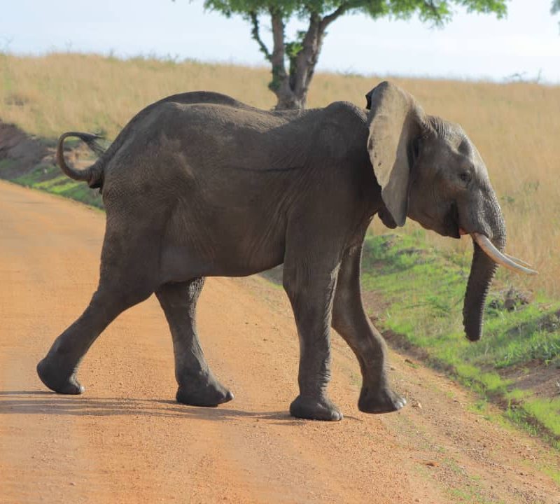 game drive in murchison falls national park