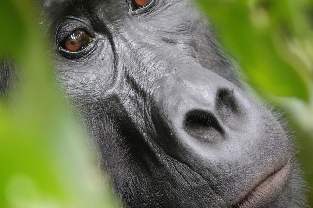 18 Days Best of Primates and Big five Uganda tour