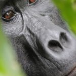 18 Days Best of Primates and Big five Uganda tour