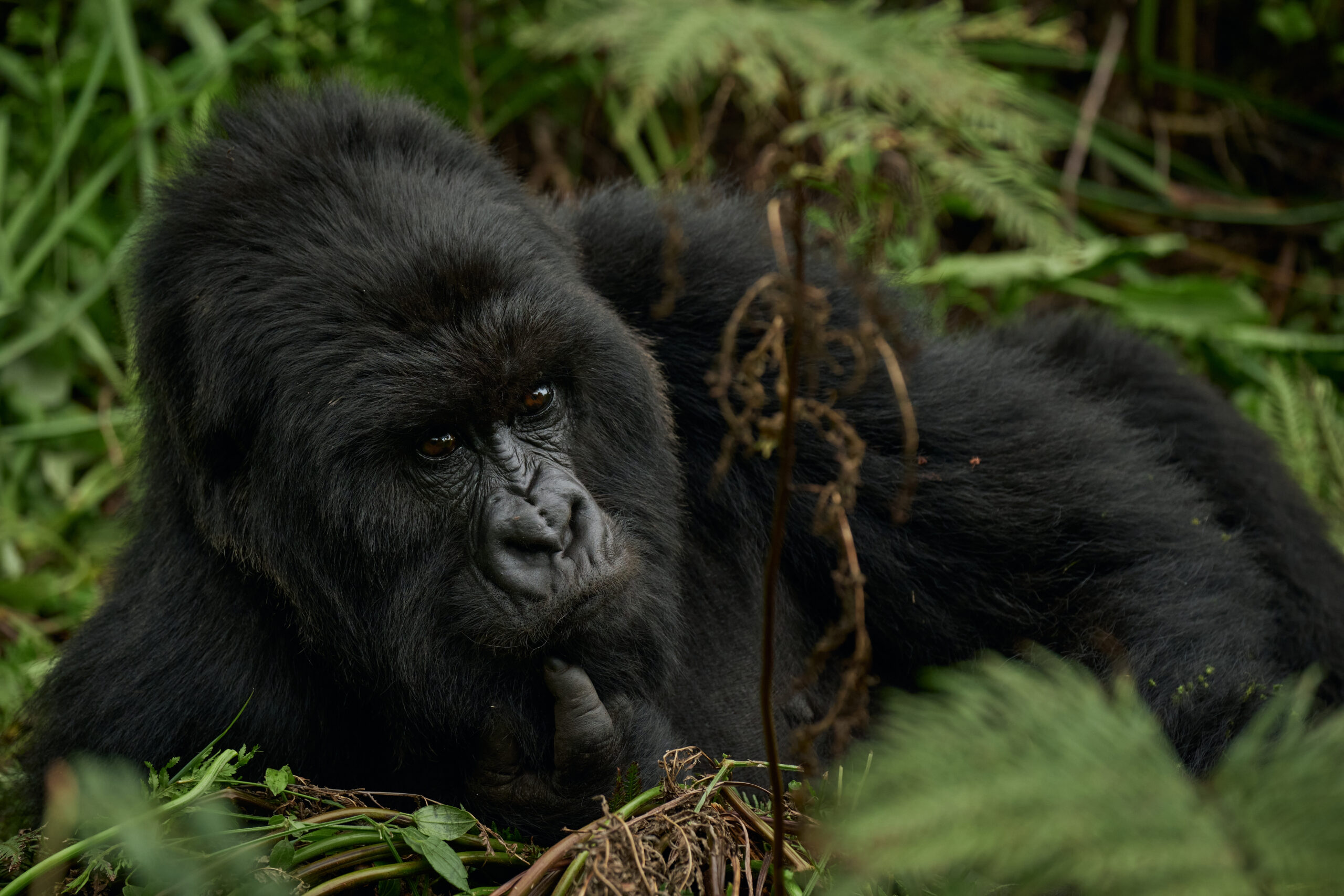 Gorilla Trekking