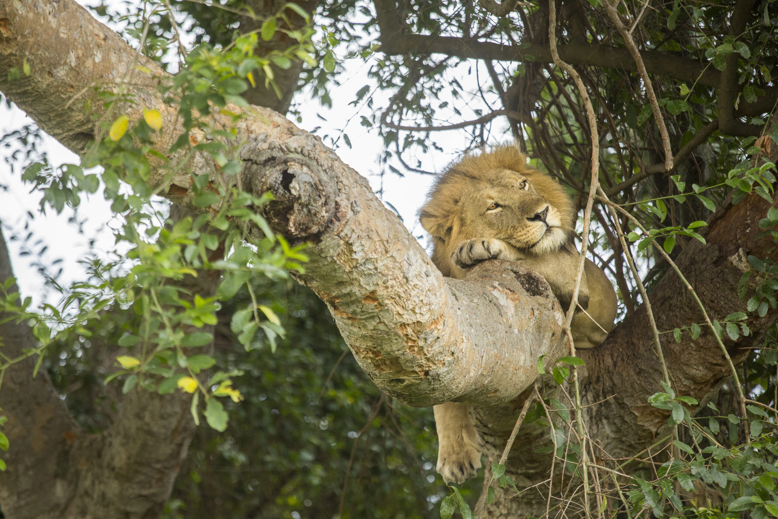 Tree-Climbing Lions