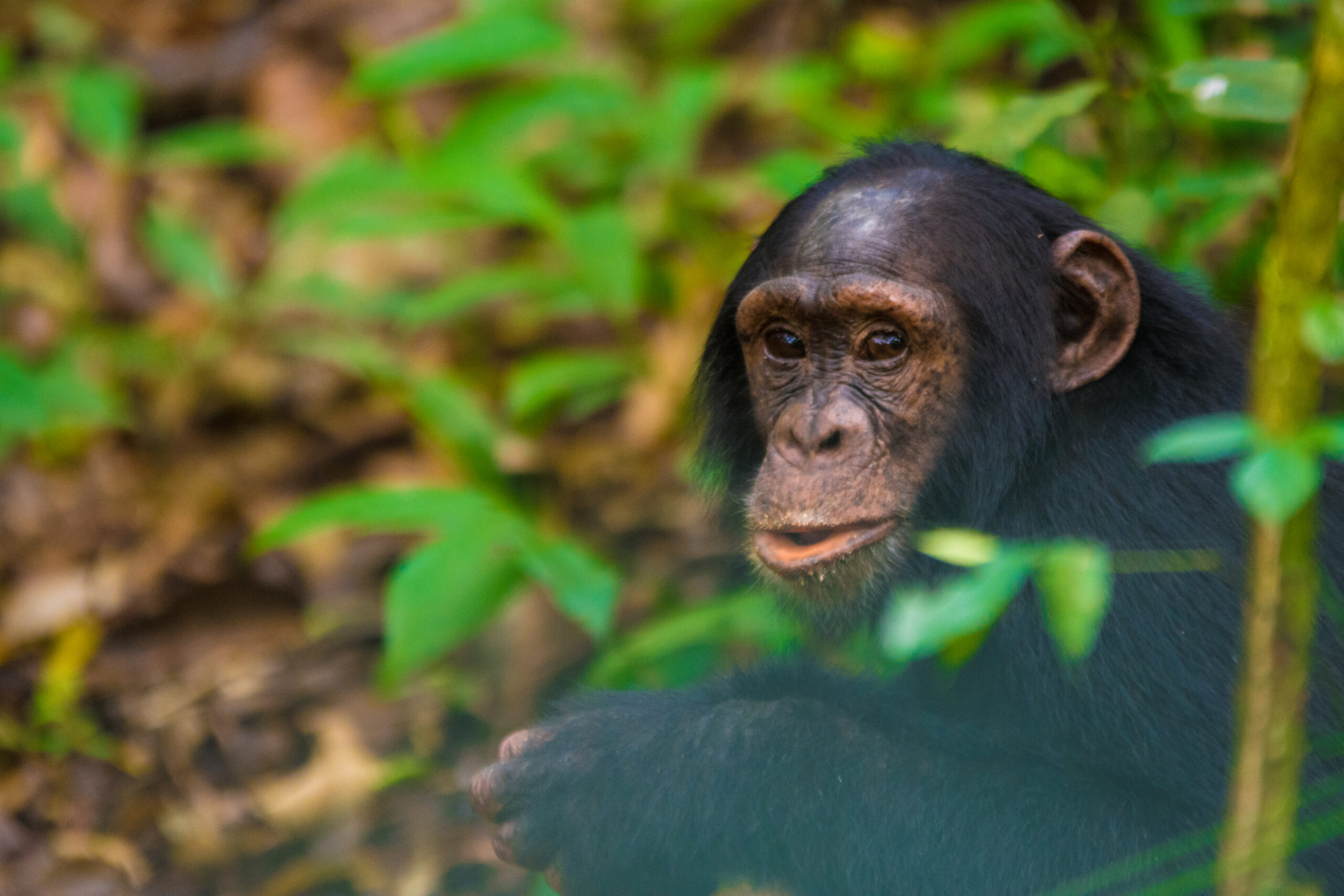 Chimpanzee Habituation Experience (CHEX)