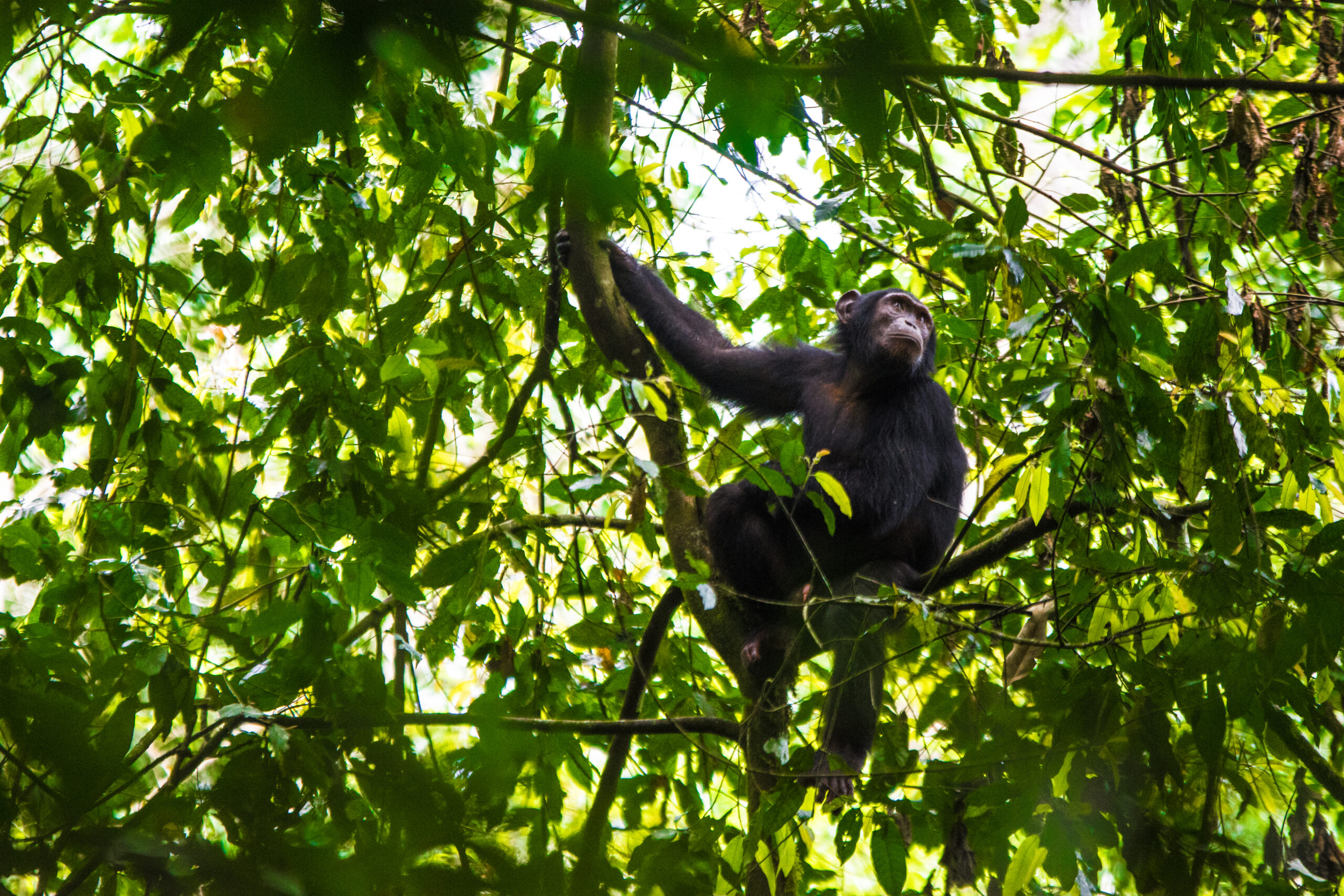 Chimpanzee Tracking