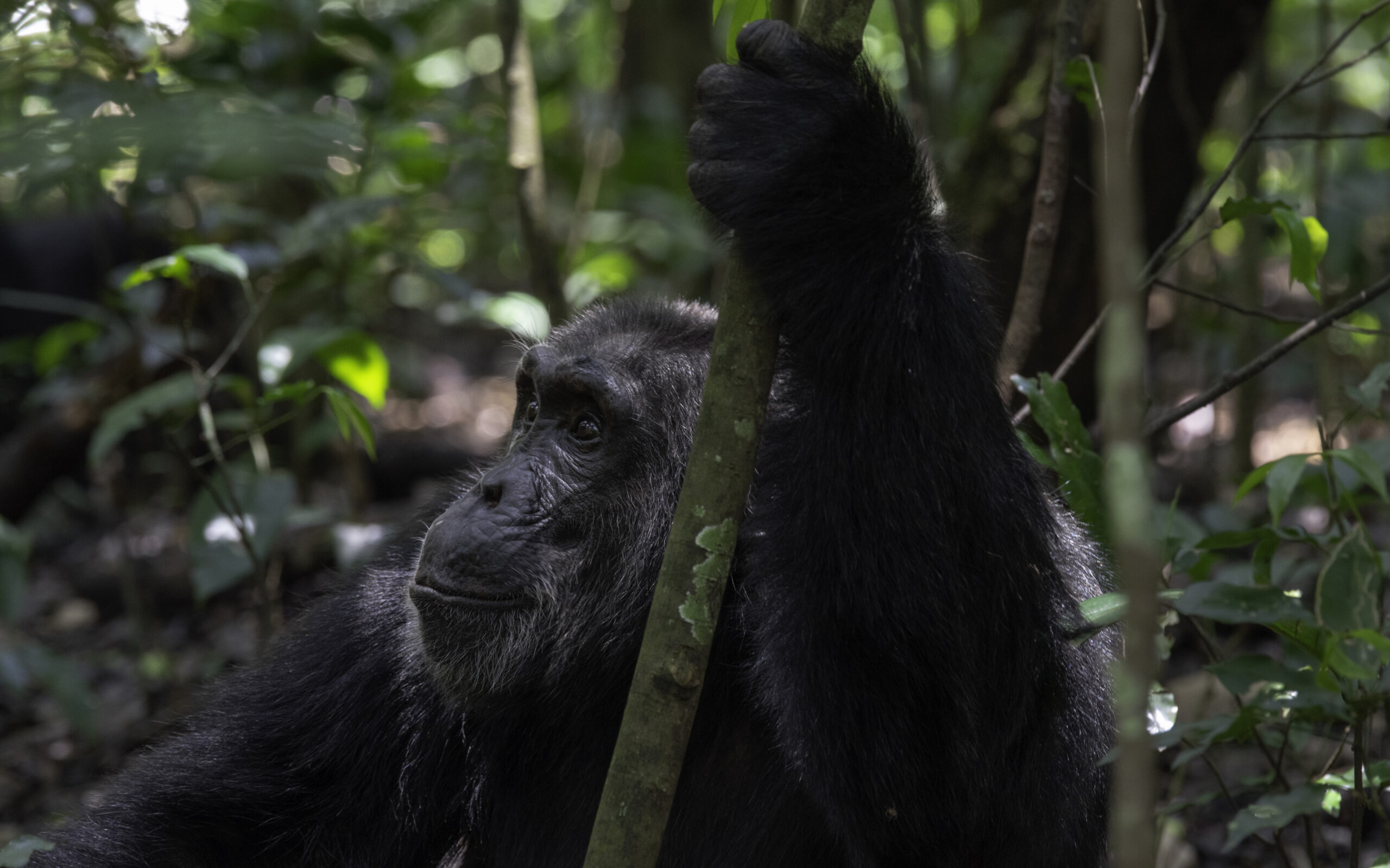 Chimpanzees