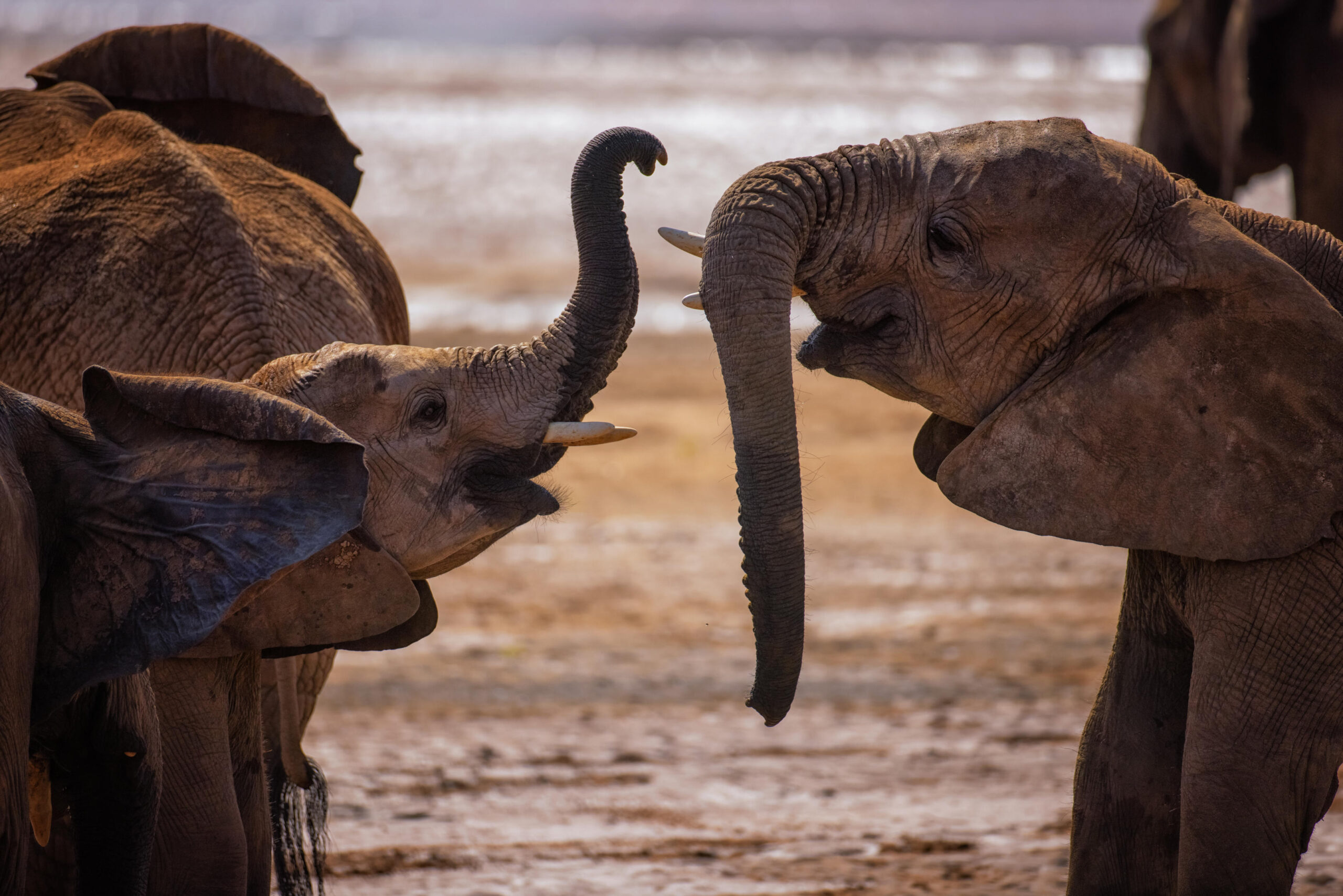 Mount Kenya National Park