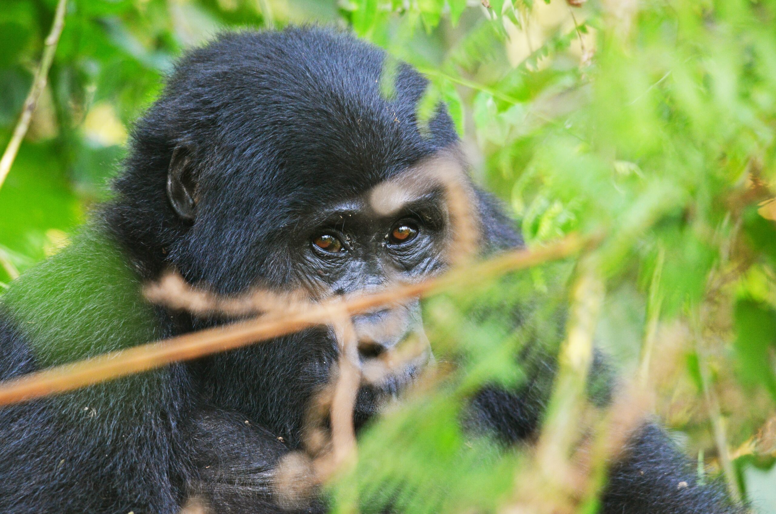 Bwindi Impenetrable National Park