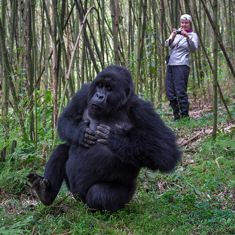 Ultimate Gorilla Expedition