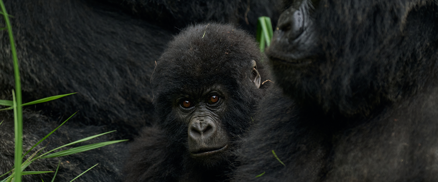 Beyond the Gorillas: Discovering Rwanda’s Big Five and Hidden Gems