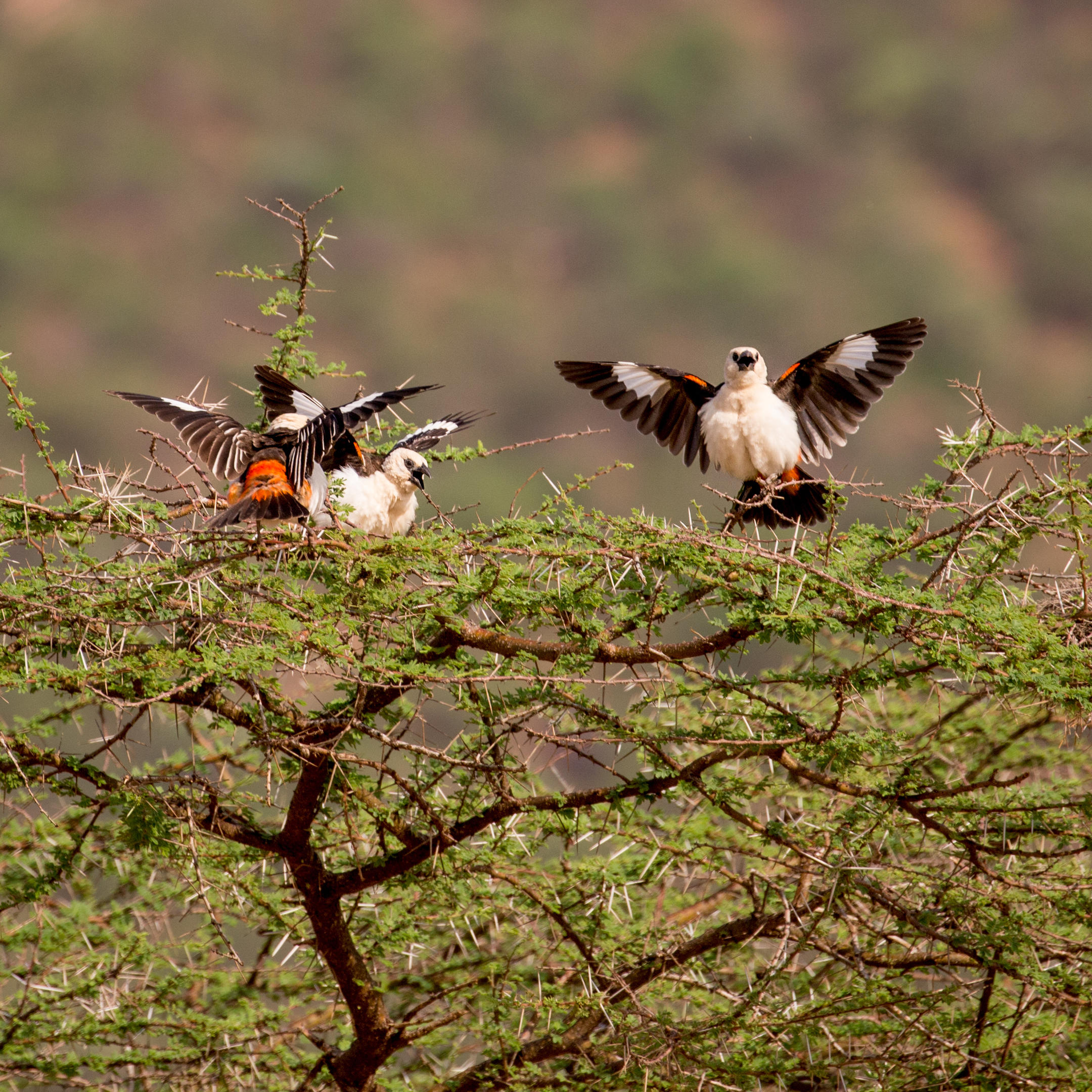Birding